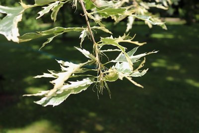 Quercus cerris 'Argenteovariegata' - dub cer - list